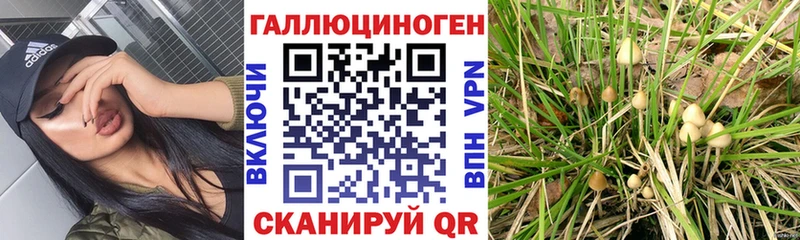 Галлюциногенные грибы Cubensis  omg ссылка  Великий Новгород  купить наркоту 