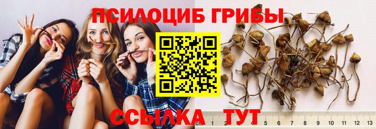 Псилоцибиновые грибы Cubensis  Вход с VPN  Великий Новгород 